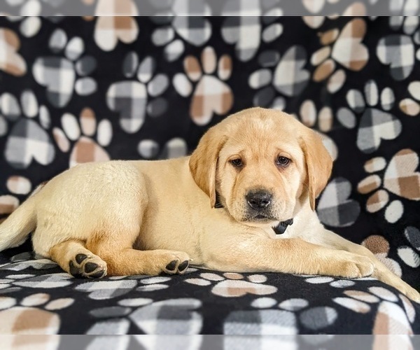 Medium Photo #5 Labrador Retriever Puppy For Sale in LITITZ, PA, USA