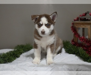 Siberian Husky Puppy for sale in HOLMESVILLE, OH, USA
