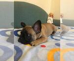 Small Photo #14 French Bulldog Puppy For Sale in BAY VIEW, WI, USA