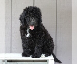 Labradoodle-Poodle (Standard) Mix Puppy for sale in FREDERICKSBG, OH, USA