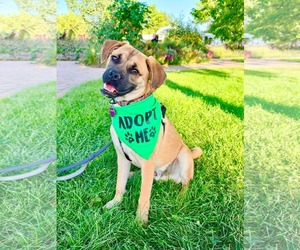 Box-a-Pug Dogs for adoption in Minneapolis, MN, USA