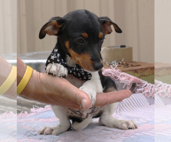 Medium Photo #2 Rat Terrier Puppy For Sale in Bandera, TX, USA