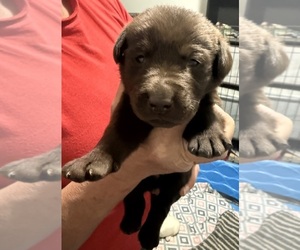 Labrador Retriever Puppy for sale in OSYKA, MS, USA