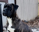 Small Photo #1 America Bandogge Mastiff Puppy For Sale in JOLIET, IL, USA
