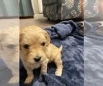 Small Photo #18 Miniature Labradoodle Puppy For Sale in HOMETOWN, PA, USA