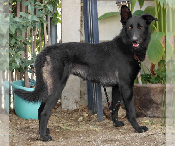 Medium Photo #4 Border Collie-Unknown Mix Puppy For Sale in Lake Forest, CA, USA