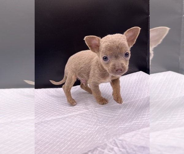 Medium Photo #7 Chihuahua Puppy For Sale in SAINT AUGUSTINE, FL, USA