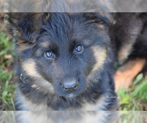 German Shepherd Dog Puppy for sale in MORRILTON, AR, USA