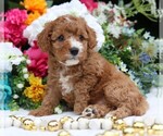 Small #7 Cavapoo