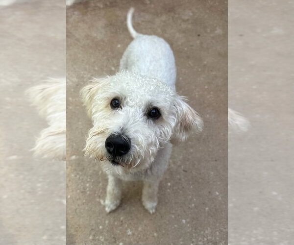 Medium Photo #2 Poodle (Miniature)-Unknown Mix Puppy For Sale in Oak Bluffs, MA, USA