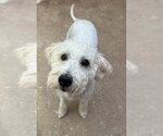Small #1 Poodle (Miniature) Mix