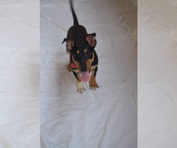 Medium Photo #2 Miniature Pinscher-Unknown Mix Puppy For Sale in McKinney, TX, USA