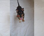 Small #1 Miniature Pinscher Mix