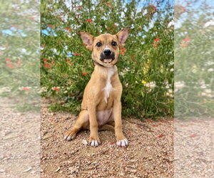 Mutt Dogs for adoption in PIPE CREEK, TX, USA