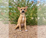 Lexi - Female Mutt Dog for Adoption - Small photo