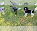 Small #11 Poodle (Standard) Mix