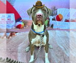 Small #1 American Pit Bull Terrier