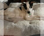 Small Photo #3 Mutt Puppy For Sale in Fargo, ND, USA