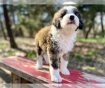 Small Photo #6 Bordoodle Puppy For Sale in GUTHRIE, OK, USA