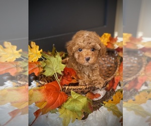 Maltipoo Puppy for sale in CROSSVILLE, TN, USA