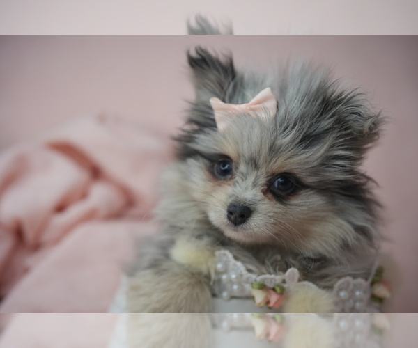 Medium Photo #15 Pomeranian Puppy For Sale in ORLANDO, FL, USA