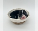Small #3 Pembroke Welsh Corgi