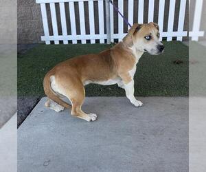 Siberian Husky-Unknown Mix Dogs for adoption in Modesto, CA, USA