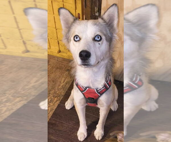 Medium Photo #5 Siberian Husky-Unknown Mix Puppy For Sale in Grafton, WI, USA