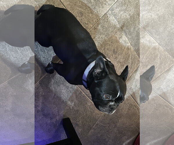 Medium Photo #4 French Bulldog Puppy For Sale in Queen Creek, AZ, USA