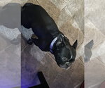 Small #3 French Bulldog