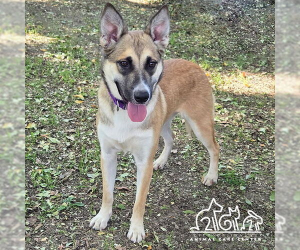 Medium Photo #1 German Shepherd Dog Puppy For Sale in Irvine, CA, USA