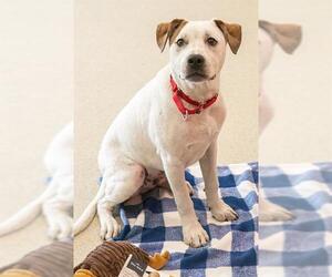 Staffordshire Bull Terrier Dogs for adoption in Dedham, MA, USA