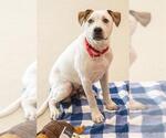 Small Staffordshire Bull Terrier