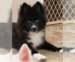 Small Photo #11 Huskimo Puppy For Sale in SEBRING, FL, USA
