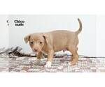 Small #8 Chihuahua