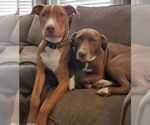 Small #28 American Pit Bull Terrier-Blue Lacy Mix