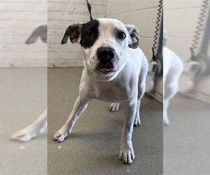American Pit Bull Terrier Dogs for adoption in San Bernardino, CA, USA