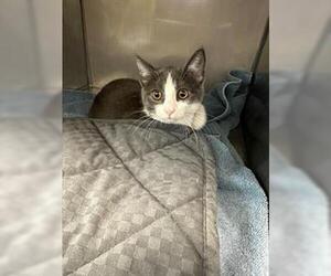 Borador Dogs for adoption in Santa Cruz, CA, USA