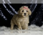 Small #3 Goldendoodle (Miniature)