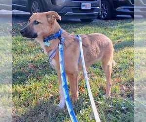 Paisley - Female Great Pyrenees-Unknown Mix Dog for Adoption - Photo #2