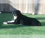 Small #20 Border Collie Mix
