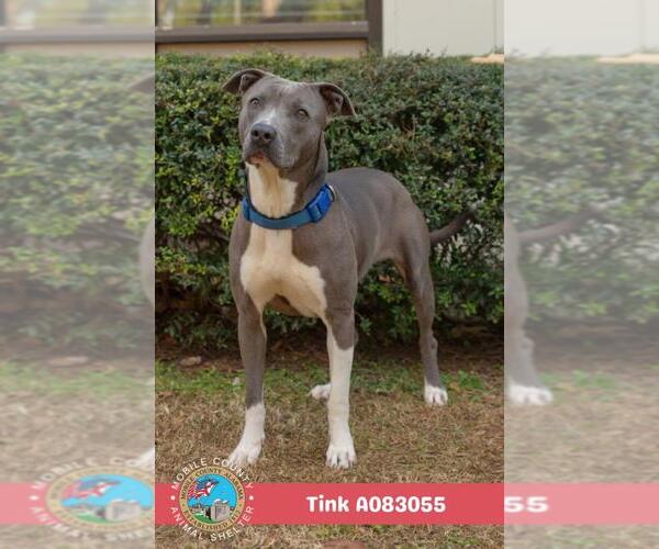 Medium Photo #2 Bulldog Puppy For Sale in Mobile, AL, USA