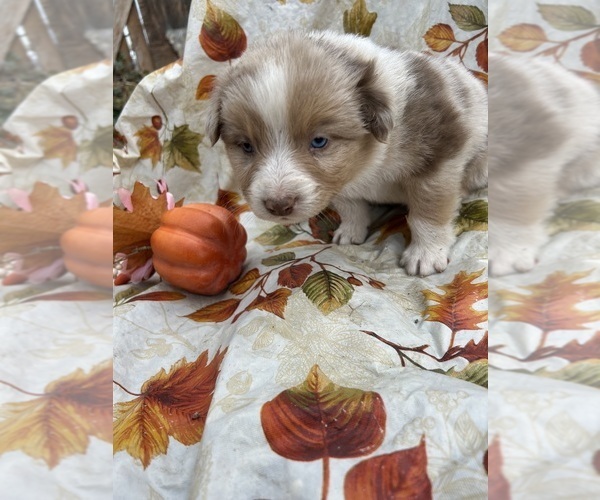 Medium Photo #2 Australian Shepherd Puppy For Sale in COTOPAXI, CO, USA