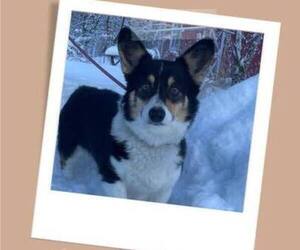 Mother of the Pembroke Welsh Corgi puppies born on 03/13/2023