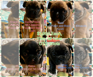 Faux Frenchbo Bulldog Litter for sale in LEDYARD, CT, USA