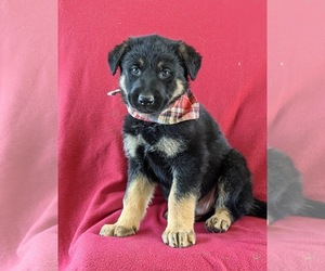German Shepherd Dog Puppy for sale in LINCOLN UNIVERSITY, PA, USA