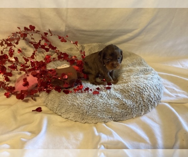 Medium Photo #1 Cocker Spaniel Puppy For Sale in CADDO, OK, USA