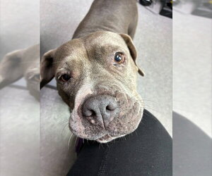 Mastiff-Unknown Mix Dogs for adoption in Palmetto, FL, USA