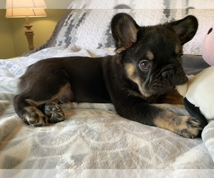 French Bulldog Puppy for sale in FOREST, VA, USA