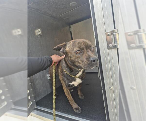 Medium Photo #1 American Staffordshire Terrier-Unknown Mix Puppy For Sale in San Antonio, TX, USA